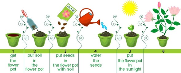 Poster - Instructions on how to plant flower in sequence of easy steps