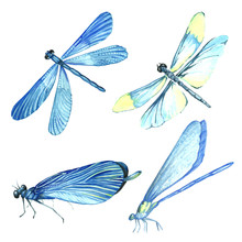 Watercolor Collection Of Blue Dragonfly Illustrations.