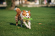 © otsphoto - border collie dog playing with a flying disc