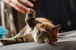 © Northern life - Funny angry cat. Orange cat playing with human hand on the blue pillow