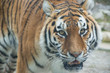 Tygrys 4