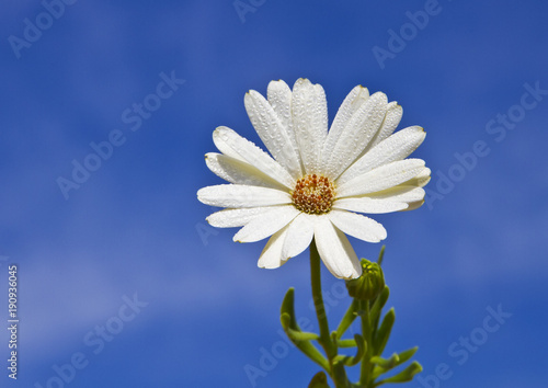 flor con el cielo de fondo