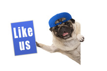 Frolic Pug Puppy Dog Holding Up Blue Like Us Sign, Hanging Sideways From White Banner, Isolated