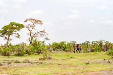 Canvas Print - Lonely elephant in a palm oasis in Amboseli park in Kenya