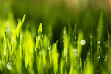 Fresh green grass with water drops . Selective focus.Spring theme.Concept freshness.Macro shot