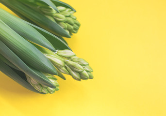 Close up view of buds of a hyacinth flower isolated on bright yellow background, spring season concept