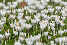 Spring White Crocus Flowers On Green Grass