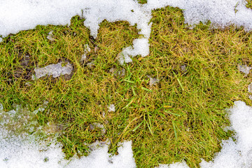 The texture of thawed snow lies on the spring green grass in the form of a map of the world