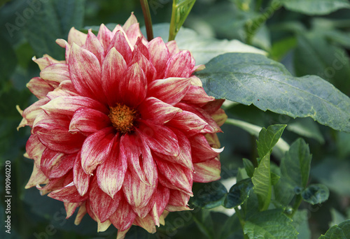 Fotografie, Obraz Bright Dahlia Flower in the garden on a sunny day