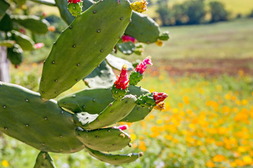 Wall Mural - Early flowering cactus