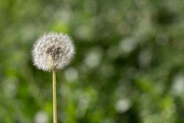 Dandelion green background