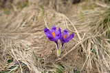 Fototapeta Sawanna - mountain flowers crocuses bloomed in spring nature