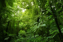 Tree Ferns In Tropical Green Jungle Forest