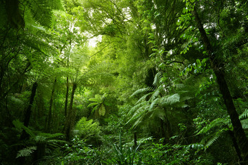 Sticker - Tree ferns in tropical green jungle forest