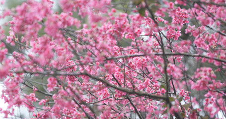 Canvas Print - Cherry blossom bloom pink flower