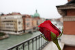 red rose in Venice Italy