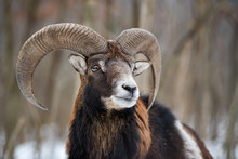 Mouflon, Ovis Orientalis, Forest Horned Animal In Nature Habitat