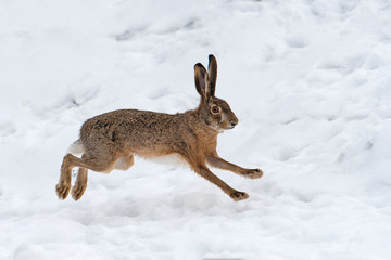 Hare running in the field