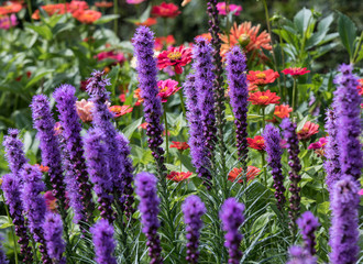 Sticker - Liatris spicata flowers in the summer garden