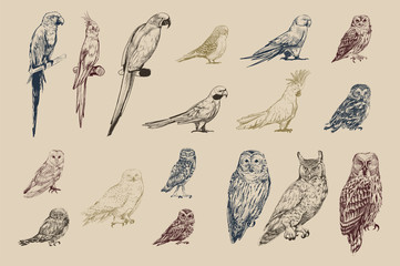 Illustration drawing style of parrot birds collection