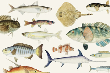 Wall Mural - Colored illustration of fish drawing collection