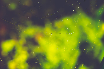 Water on Cobweb Retro