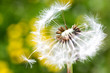 spring garden and meadow - springtime flowers: dandelion (Taraxacum officinale)