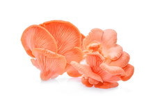 Pink Oyster Mushroom Isolated On White Background