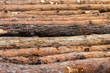 Wall Mural - Cut and stacked pine tree logs closeup in coniferous forest