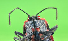 A Boxelder Bug (Boisea Trivittata), Commonly Known As A Stinkbug.