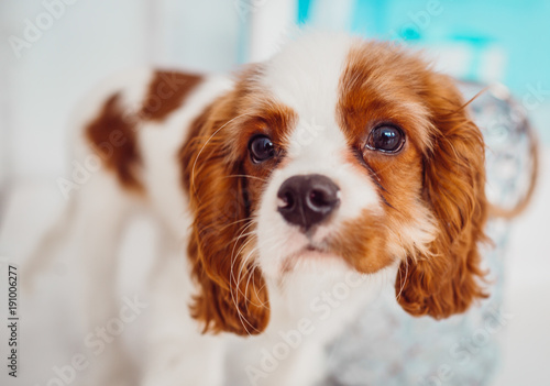 Fotomural Charming Cavalier King Charles Spaniel puppy stands before blue door