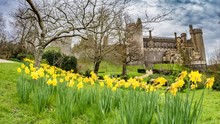 View Of Medieval Arundel Castle, England, With Yellow Daffodils In The Foreground