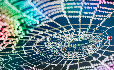 close-up of beautiful colorful cobweb with pearls from water droplets. multicolored texture of the s