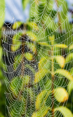 Wall Mural - Detail of dewy cobweb with pearls from raindrops. Beautiful ornate texture from spider web with drops of water and blurred greenery in the background.