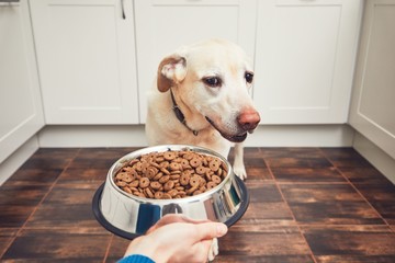 Wall Mural - Feeding of hungry dog