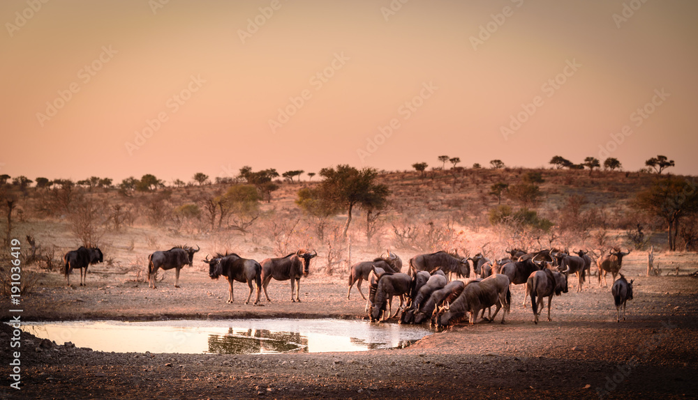 Aufnahme einer Herde Gnus (Blue Wildebeest) an einer Wasserstelle in der Dämmerung - obrazy, fototapety, plakaty 