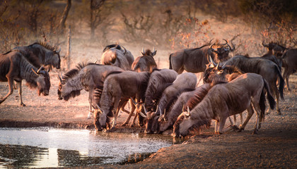 Wall Mural - Gnu-Herde (Blue Wildebeest) am Wasserloch