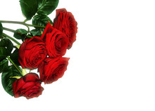 Red Roses Bouquet Flora Decoration Isolated In The Corner With Empty Copy Space