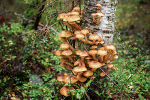 Mushrooms Honey Agariki Grow In The Autumn Forest