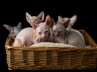 Sphynx cat