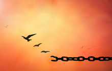 International Human Rights Day Concept: Silhouette Of Bird Flying And Broken Chains