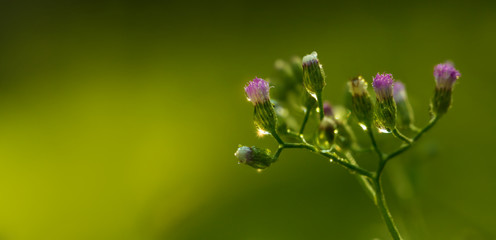 Beautiful spring flowers in nature.