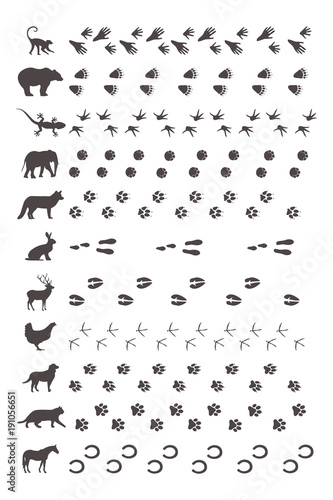 Tierspuren mit Silhouette - kaufen Sie diese Vektorgrafik ...
