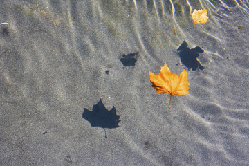 Leaf on water