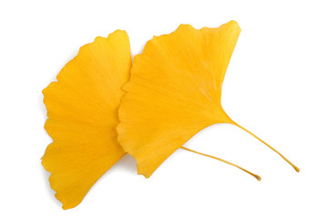 Sticker - Dried ginkgo leaves