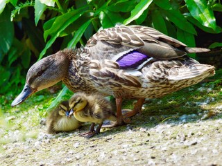 Wall Mural - Chicks with Mother