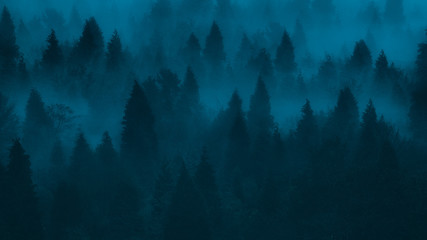 Naklejka drzewa las norwegia pejzaż