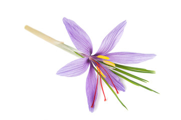 Wall Mural - Saffron flower isolated