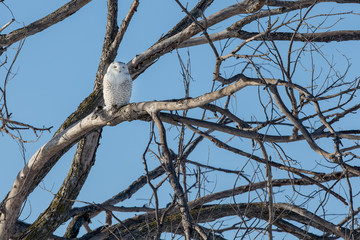 Wall Mural - Snowy Owl in Branches