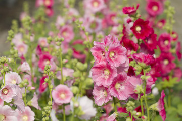 Pink hollyhock flower in garden